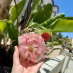 Hexagon Coasters (Set of 4)